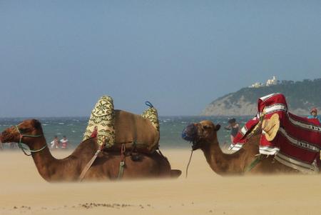 marruecos-camello.jpg