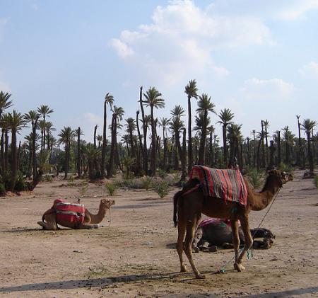 marruecos-camellos.jpg